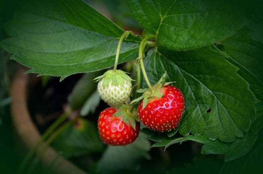 Moch Strawberry