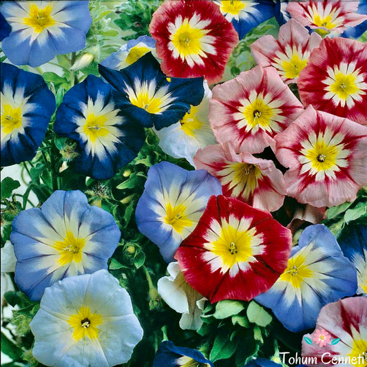 Dwarf Morning Glory Mix