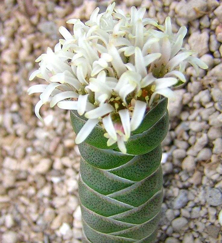 Crassula columnaris