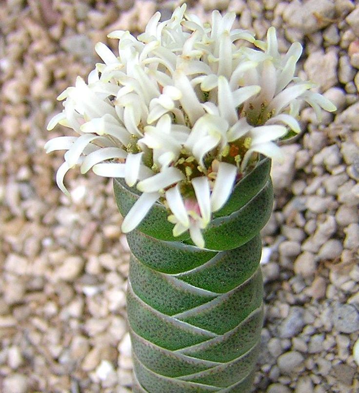 Crassula columnaris