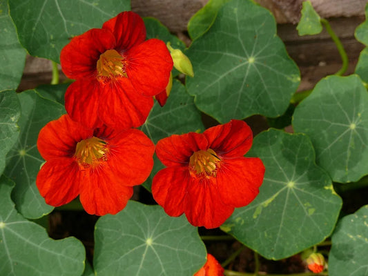 Kapuzinerkresse 'Empress of India'