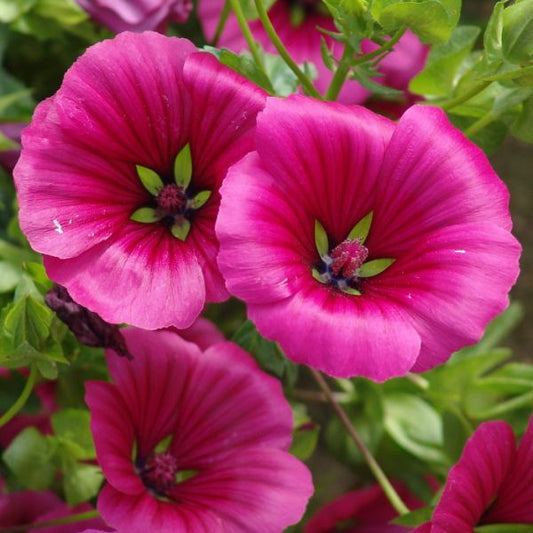 Malope Vulcan