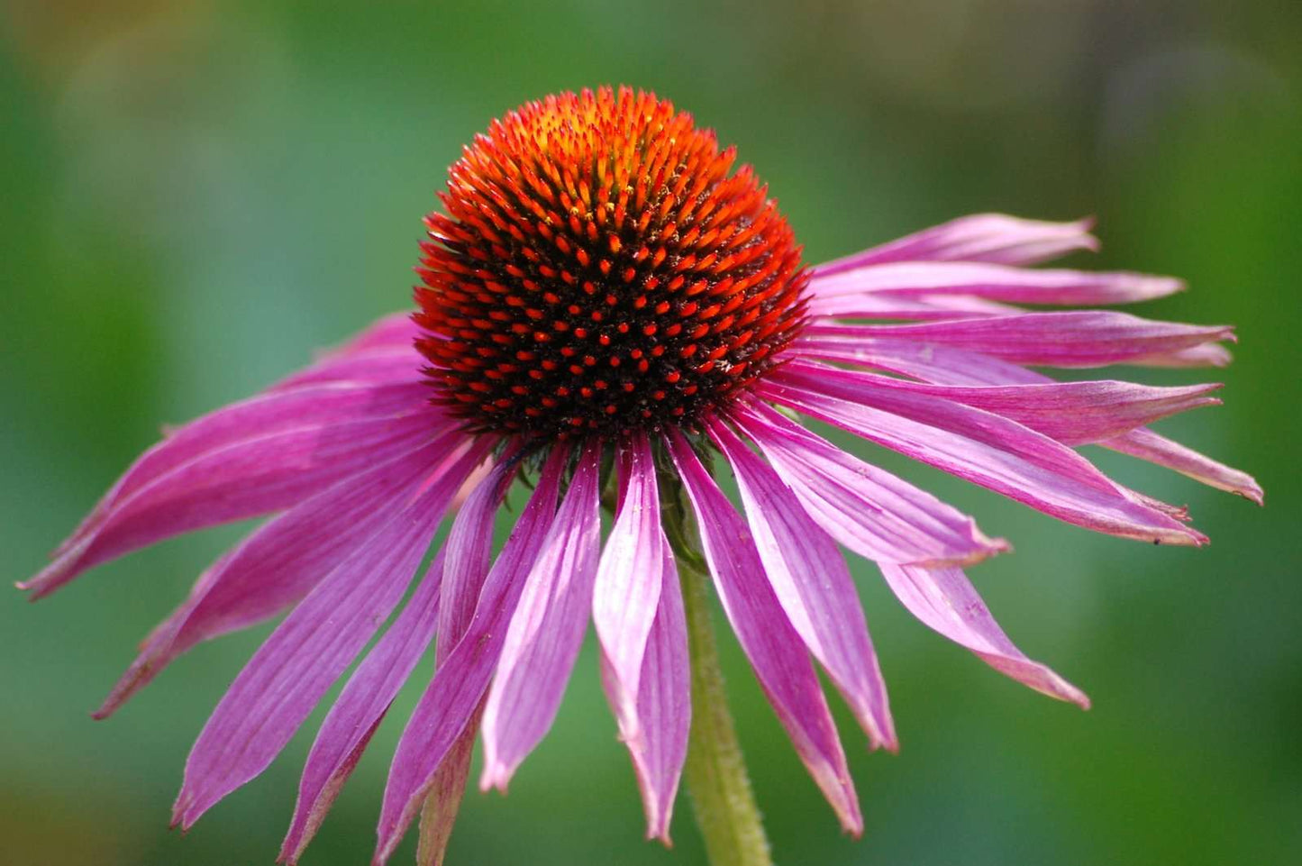 Coneflower Starlight