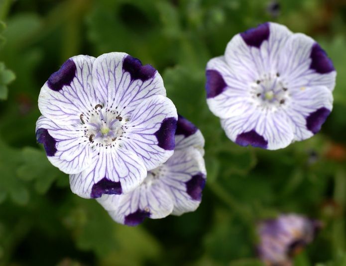Nemophila Five Spot