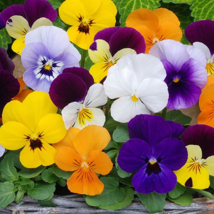 Pansies Florist Strain