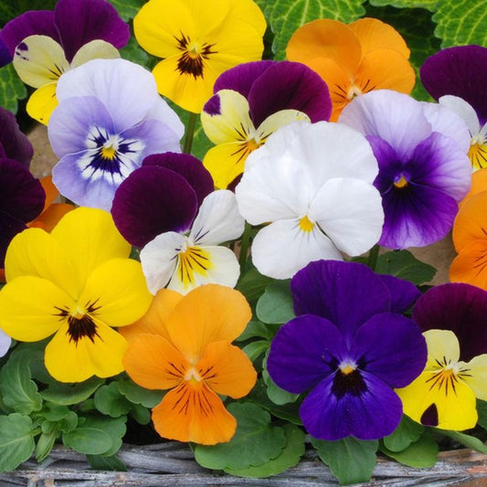 Vibrant pansies florist strain in mixed colors, ideal for gardens and hanging baskets.