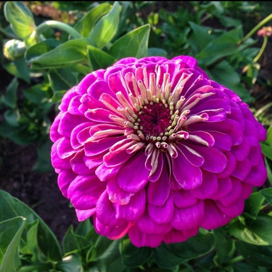 Violet Queen Zinnia