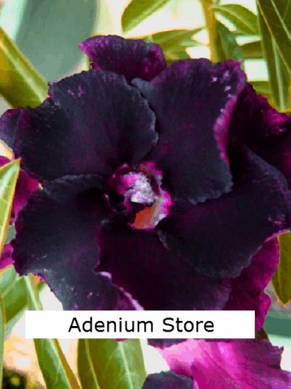 Adenium Obesum Purple Shades