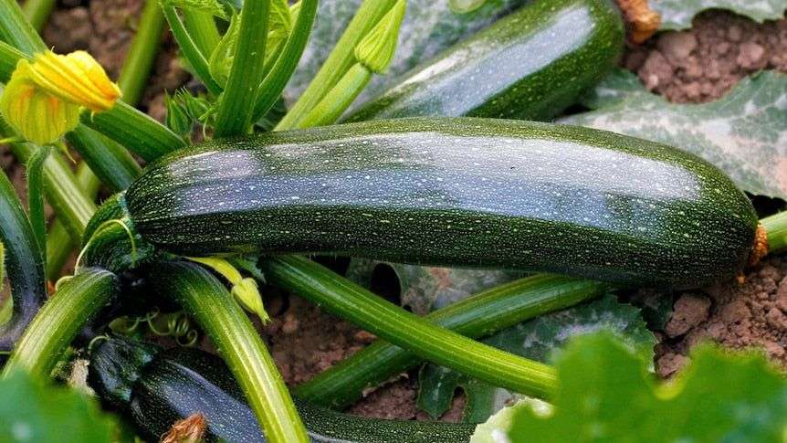 Courgette 'Black beauty'