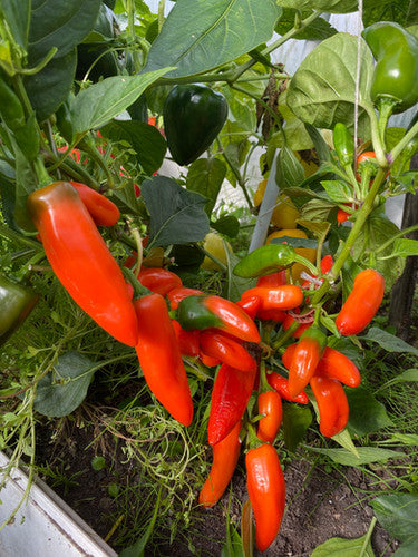 Orange Tangerine Dream Pepper