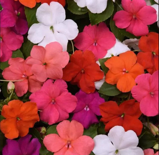 Vibrant Flittiglise Mixed flowers with various colors, perfect for garden brightness and attracting pollinators.