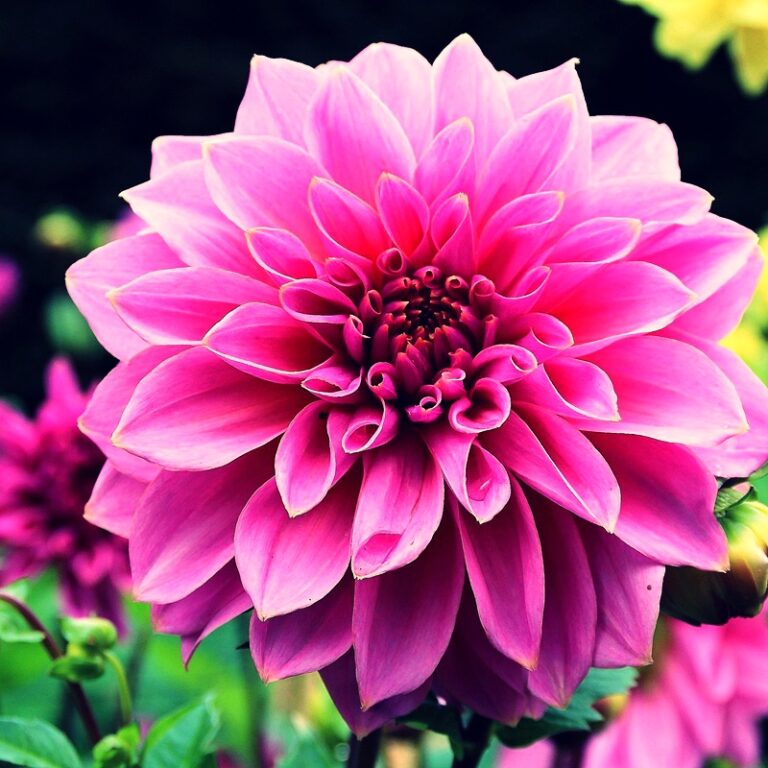 Pink Dahlia