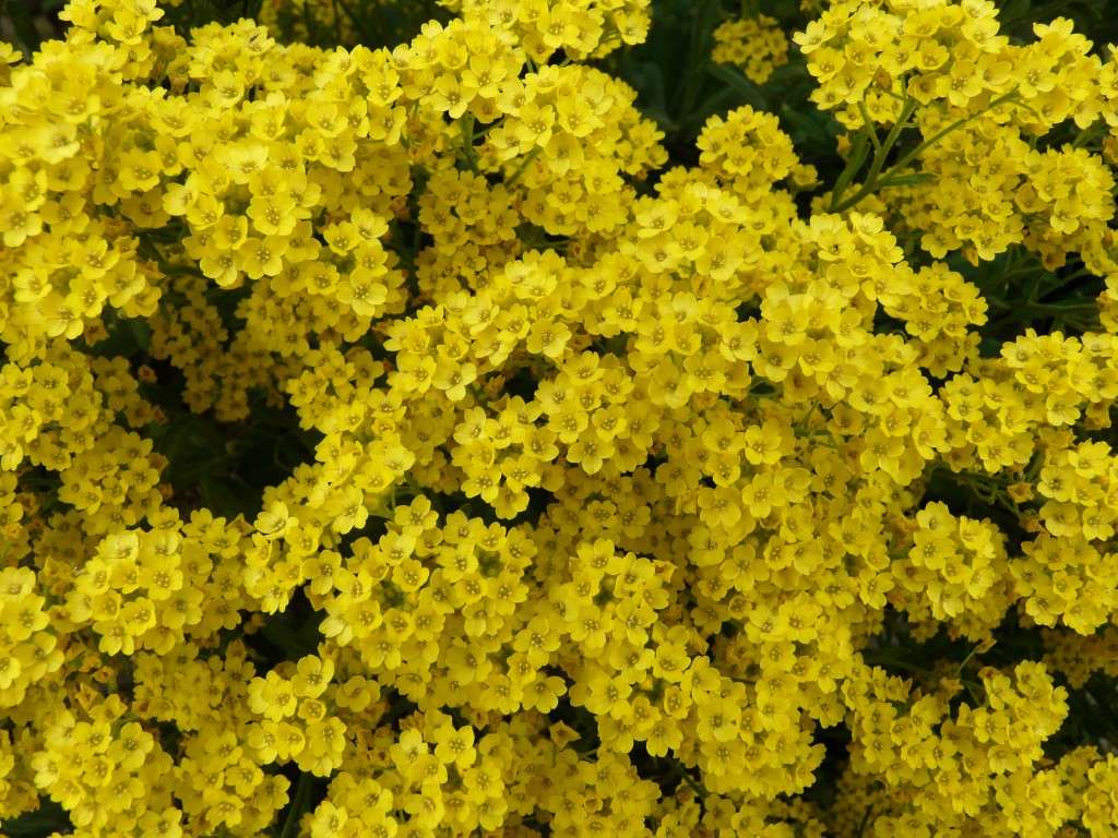 Alyssum 'Gold Basket'