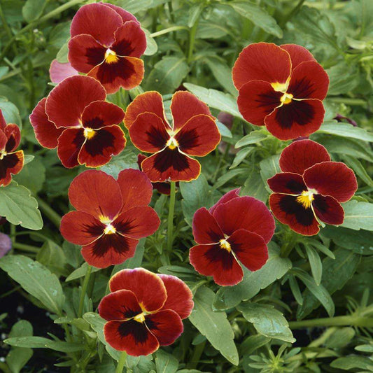 Horned Pansy 'Arkwright Ruby'