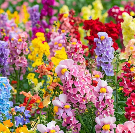 Antirrhinum Majus