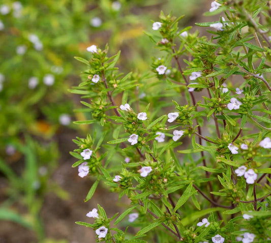 Summer savory Midget