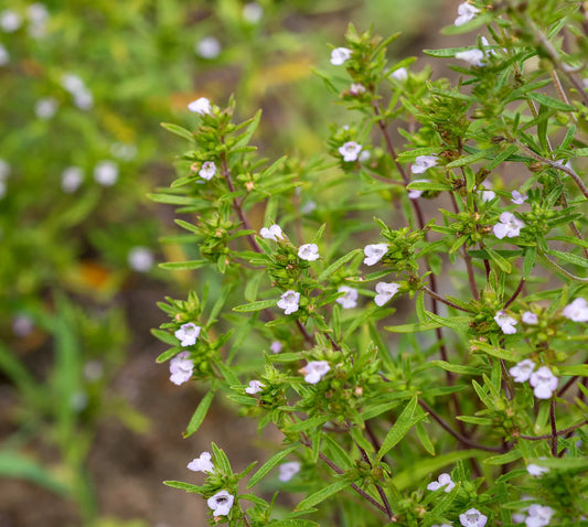 Summer savory Midget