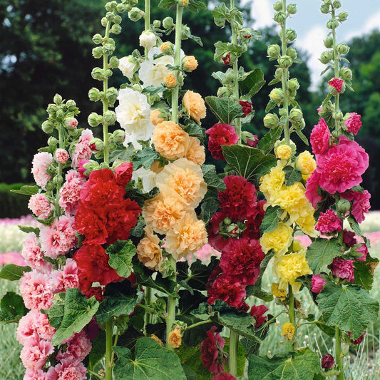Hollyhock Chaters Double Triumph Mix