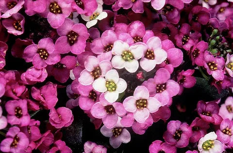 Alyssum - Rosie O'Day