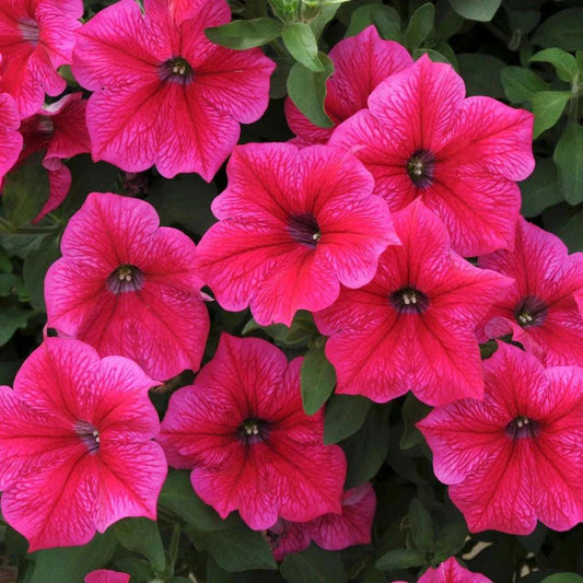 Dwarf Petunia Rose Of Heaven