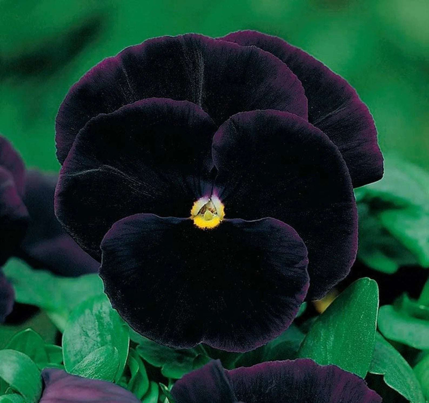Black Pansy with rich, deep colors in a garden setting.