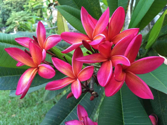 Plumeria Rubra Raya Orange