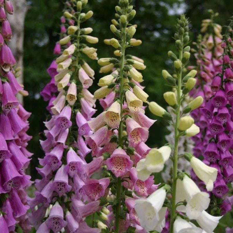 Dwarf Foxglove 'Foxy' mix
