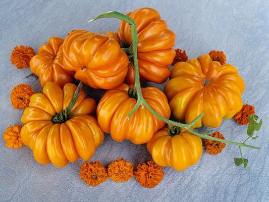 Orange Accordion Tomato