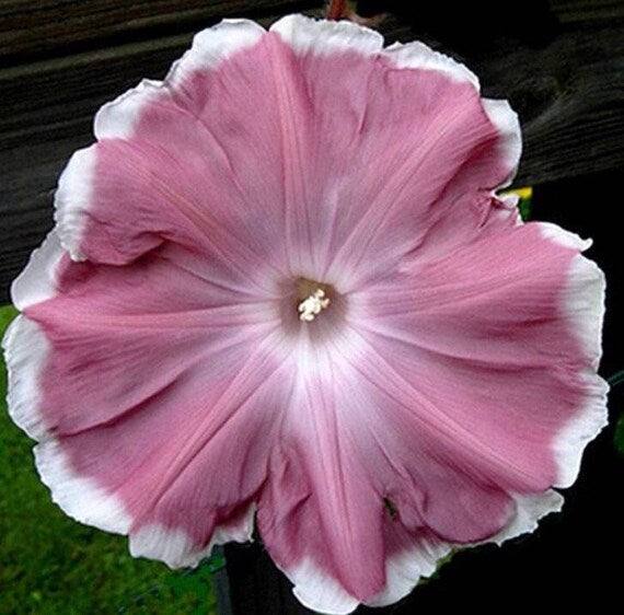 Morning Glory Chocolate - Ipomoea Nil