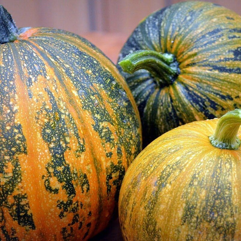 Styrian Hulless Pumpkin
