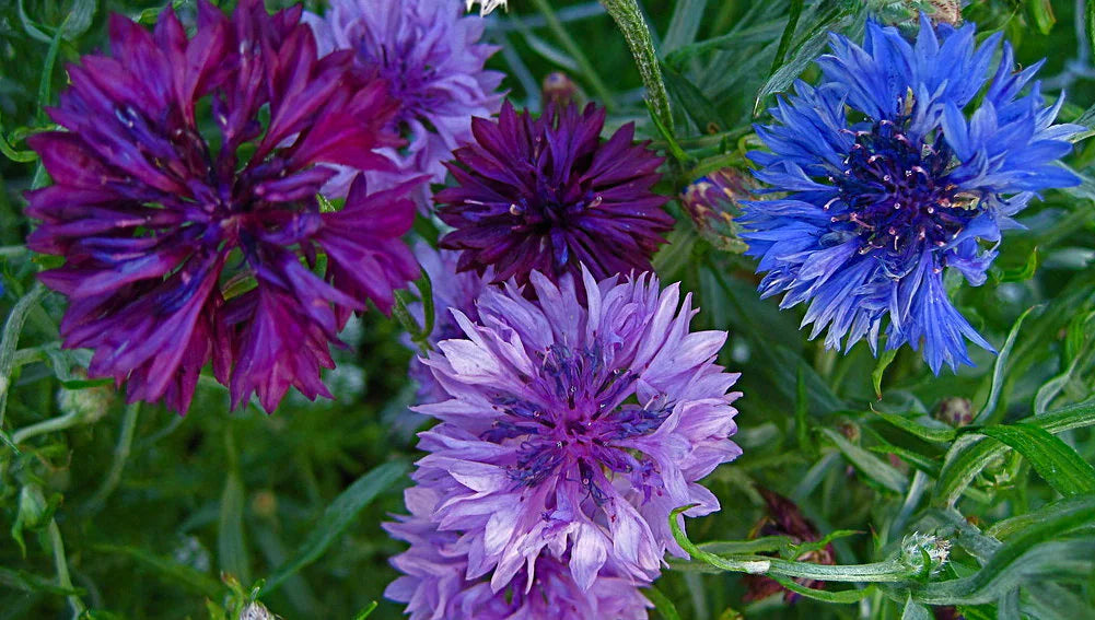 Cornflower double 'Frosty' mix