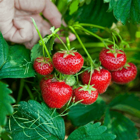 Alpine Strawberry - Fragaria vesca