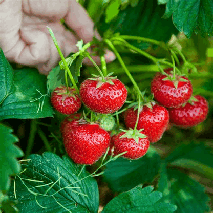 Alpine Strawberry - Fragaria vesca