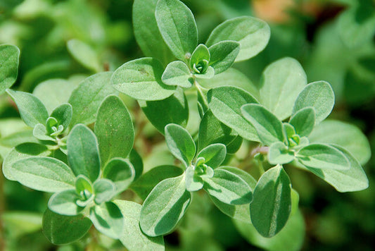 Origanum hortensis - Sweet Marjoram