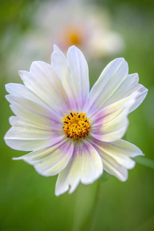 Cosmos bipinnatus, 'Apricot Lemonade'