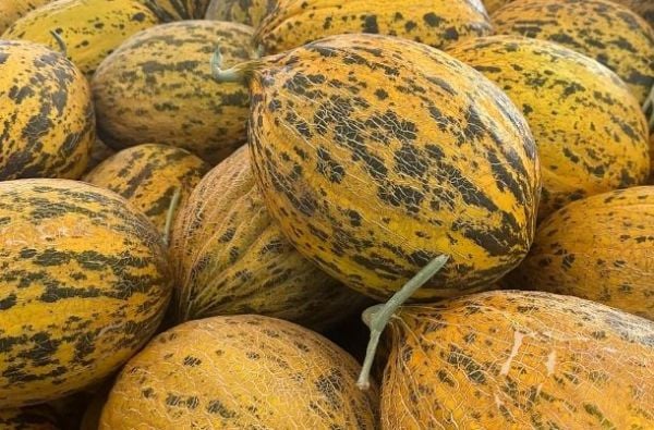 Kırkağaç Melon