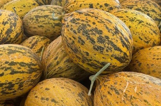 شمام كيرك آغاش