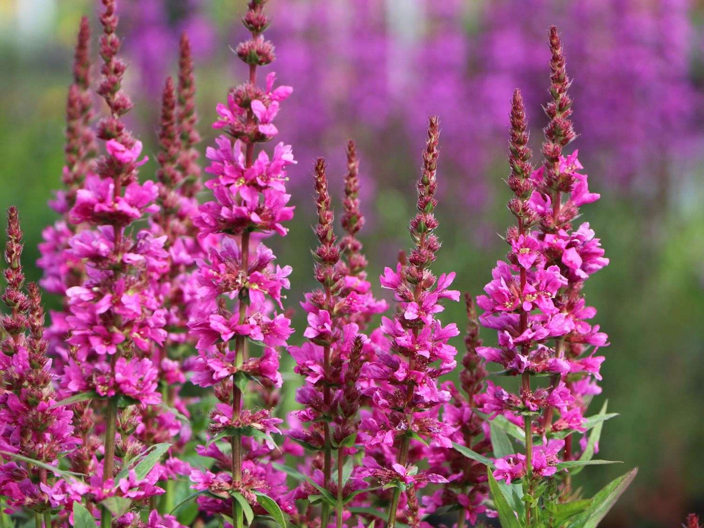 Purple Loosestrife