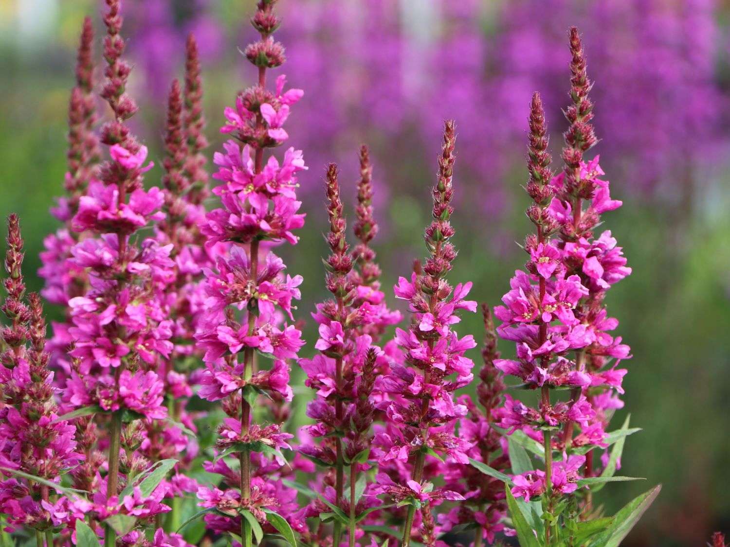 Purple Loosestrife