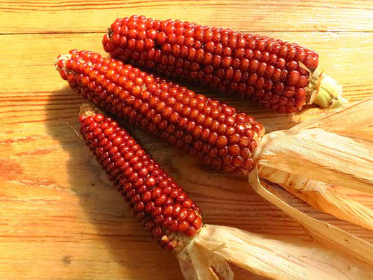Orange Corn