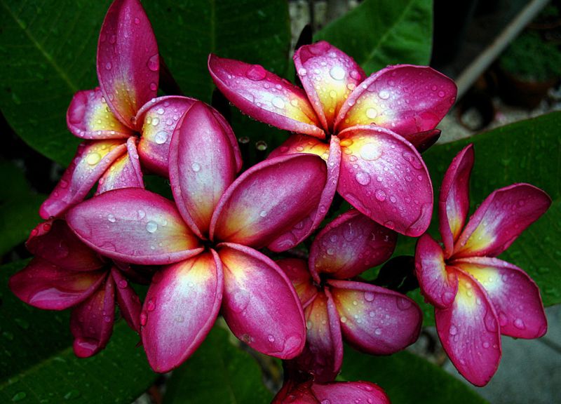 Plumeria Rubra Violet Black