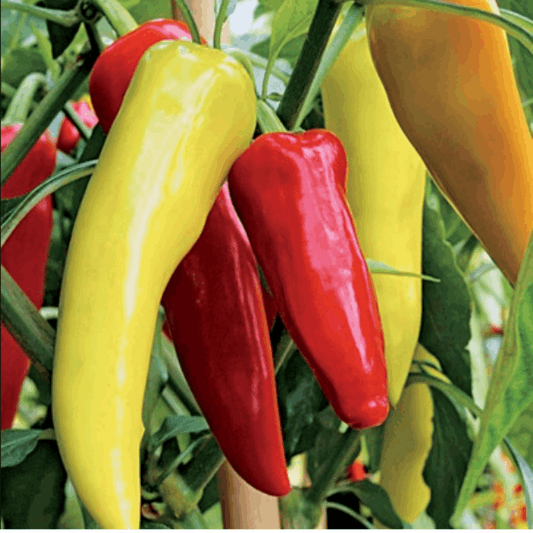 Horn Hot Chilli Pepper Harriet