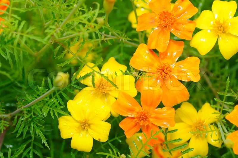 Signet marigold - Starfire mixed