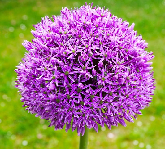 Giant Allium