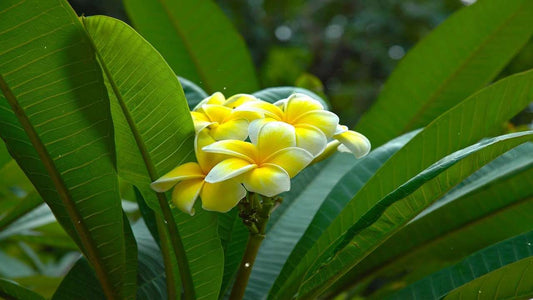 Plumeria rubra "P8"