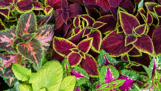 Coleus blumei 'Everest formula' mix