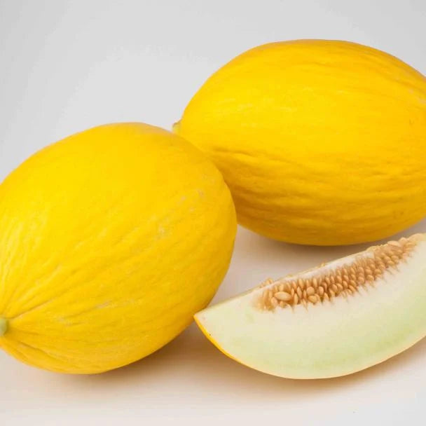 شمام ميموزا - سينجينتا