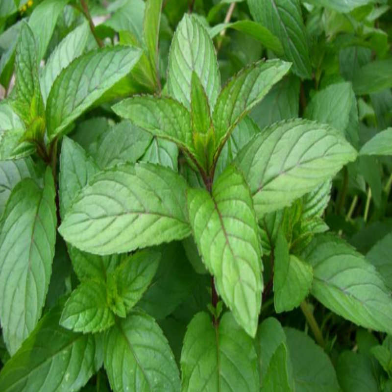 Anatolian Mint
