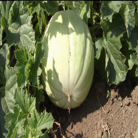 Natural Traditional Concentrated Long Melon