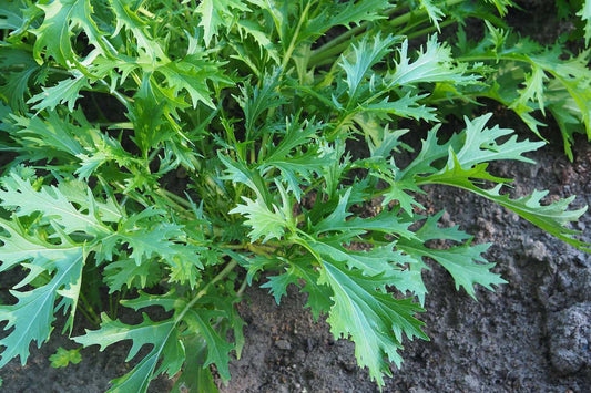 Green Mizuna - Brassica rapa var. japonica